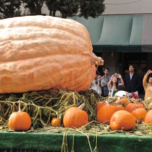 Gói 5 hạt bí ngô khổng lồ dẹt