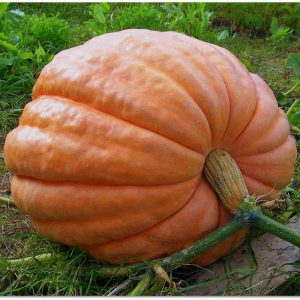 Gói 5 hạt giống bí ngô khổng lồ tròn