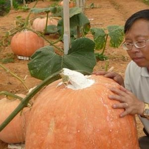 Gói 5 hạt giống bí ngô khổng lồ tròn