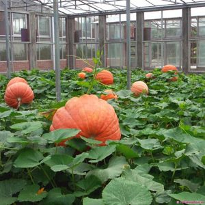 Gói 5 hạt giống bí ngô khổng lồ tròn