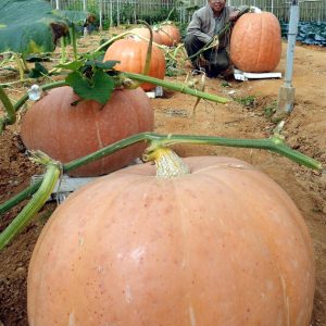 Gói 5 hạt giống bí ngô khổng lồ tròn