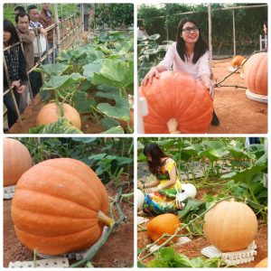 Gói 5 hạt giống bí ngô khổng lồ tròn