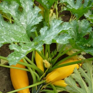 Gói 2g hạt giống bí ngòi vàng