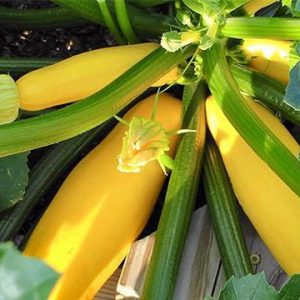 Gói 2g hạt giống bí ngòi vàng