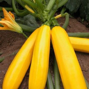 Gói 2g hạt giống bí ngòi vàng