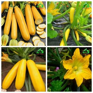 Gói 2g hạt giống bí ngòi vàng