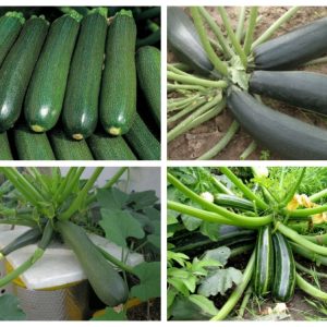 Gói 20 hạt giống bí ngòi xanh