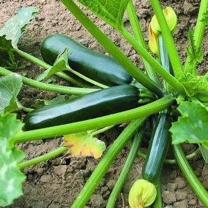 Gói 1kg phân bón hữu cơ khoáng Atrazin cải tạo đất cho cây trồng