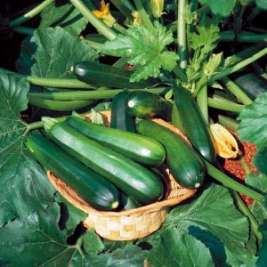 Gói 20 hạt giống bí ngòi xanh