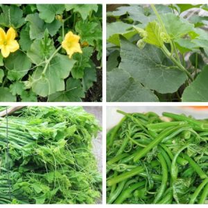 Gói 10g hạt giống bí ngọn siêu đọt