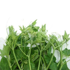 Gói 10g hạt giống bí ngọn siêu đọt