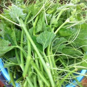 Gói 10g hạt giống bí ngọn siêu đọt