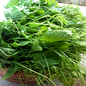 Gói 10g hạt giống bí ngọn siêu đọt