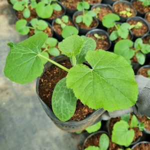 Cây bí sợi mì Ý (Cucurbita pepo)