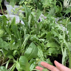 [Giống dược liệu] Chậu cây giống bồ công anh thấp vườn trồng hữu cơ