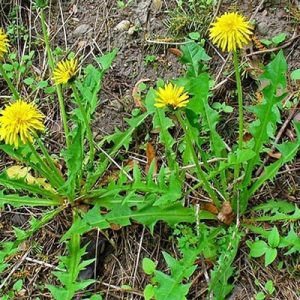 Gói 100  hạt giống Bồ Công Anh Thấp