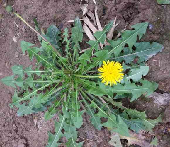 bo-cong-anh-thap-2-f8bc1faf-9fe9-41f9-b30e-f155419b5067-1