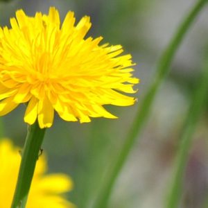 Gói 100  hạt giống Bồ Công Anh Thấp