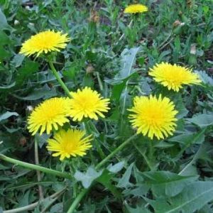 [Giống dược liệu] Chậu cây giống bồ công anh thấp vườn trồng hữu cơ