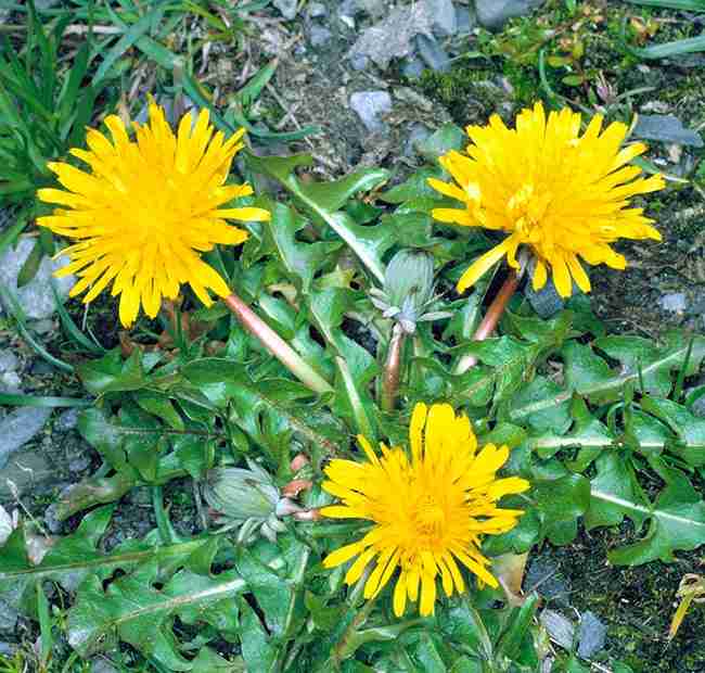 bo-cong-anh-thap-4-575155aa-ed6c-4dad-b2c4-eb8d056f1937-2