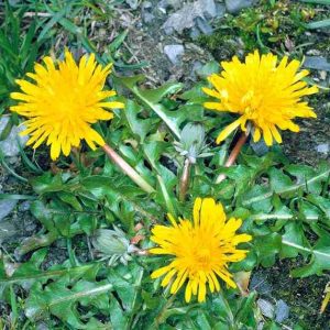 [Giống dược liệu] Chậu cây giống bồ công anh thấp vườn trồng hữu cơ