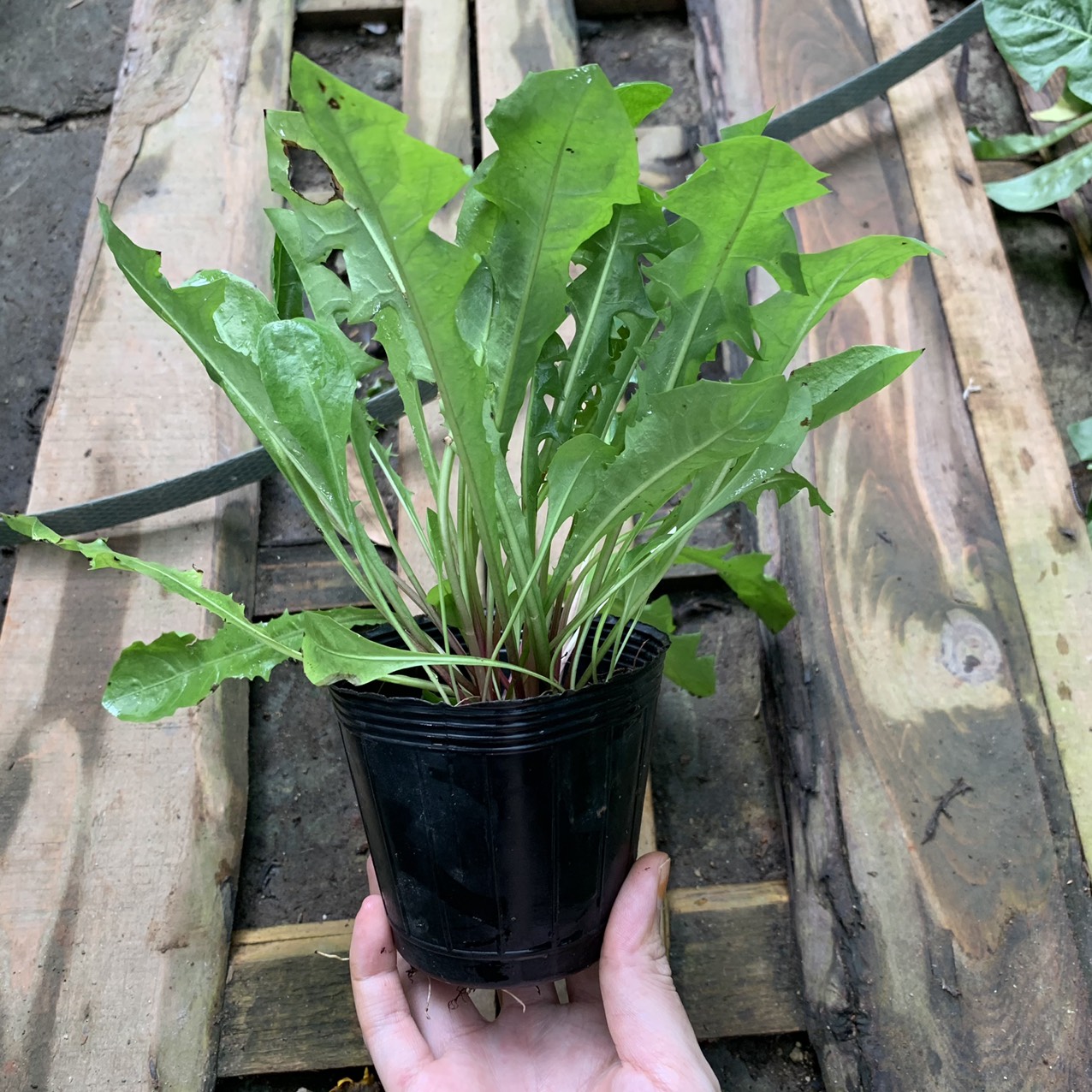 bo-cong-anh-thap-8e1533f2-cc24-46fd-aaaf-697af33f9a6a-1