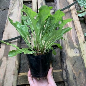 [Giống dược liệu] Chậu cây giống bồ công anh thấp vườn trồng hữu cơ