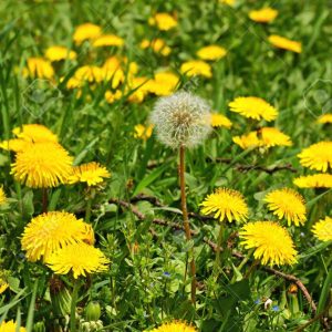 Gói 100 hạt giống cây bồ công anh Thấp (Dandelion) -  Taraxacum officimale Bigg