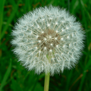 Gói 100 hạt giống cây bồ công anh Thấp (Dandelion) -  Taraxacum officimale Bigg