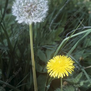 Gói 100 hạt giống cây bồ công anh Thấp (Dandelion) -  Taraxacum officimale Bigg