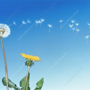 Gói 100 hạt giống cây bồ công anh Thấp (Dandelion) -  Taraxacum officimale Bigg
