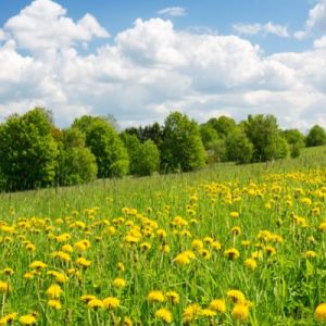 Gói 100 hạt giống cây bồ công anh Thấp (Dandelion) -  Taraxacum officimale Bigg