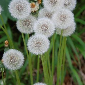 Gói 100 hạt giống cây bồ công anh Thấp (Dandelion) -  Taraxacum officimale Bigg