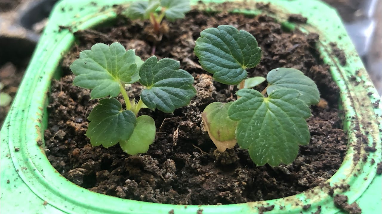 bon-phan-khong-dung-cach-4 TẠI SAO DÂU TÂY RA HOA NHƯNG KHÔNG ĐẬU QUẢ?