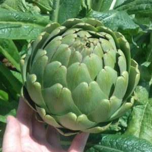 Gói 1GR hạt giống Atiso Đà Lạt - Bông Xanh