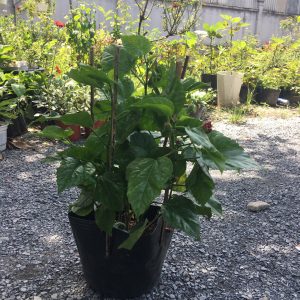 Chậu cây giống hoa dâm bụt Thái lùn cánh Kép có chọn được màu - có 4 màu: Đỏ, Cam, Vàng, Hồng