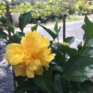 Chậu cây giống hoa dâm bụt Thái lùn cánh Kép có chọn được màu - có 4 màu: Đỏ, Cam, Vàng, Hồng