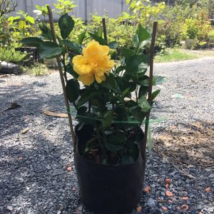 Chậu cây giống hoa dâm bụt Thái lùn cánh Kép có chọn được màu - có 4 màu: Đỏ, Cam, Vàng, Hồng