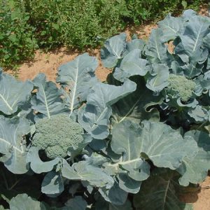 Gói 500mg hạt giống cải bông xanh F1