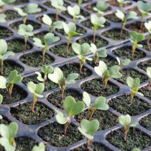 Gói 500mg hạt giống cải bông xanh F1