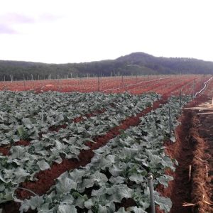 Gói 0.2GR hạt giống Bông Cải Xanh Mini