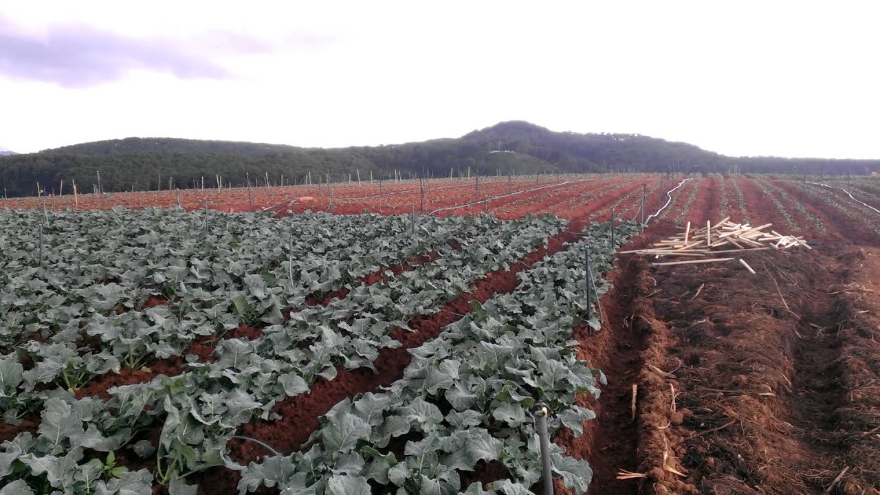 Gói 500mg hạt giống cải bông xanh F1