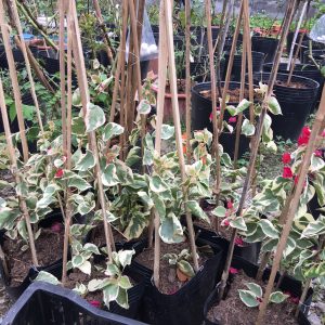 Cây bông giấy cẩm thạch, cây hoa giấy lá bạc, hoa giấy đột biến, cây hoa giấy var - Bougainvillea