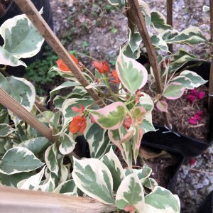 Cây bông giấy cẩm thạch, cây hoa giấy lá bạc, hoa giấy đột biến, cây hoa giấy var - Bougainvillea