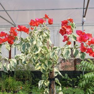 Cây bông giấy cẩm thạch, cây hoa giấy lá bạc, hoa giấy đột biến, cây hoa giấy var - Bougainvillea