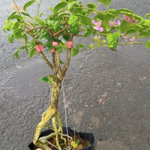 Chậu cây giống hoa giấy cánh tiên bonsai