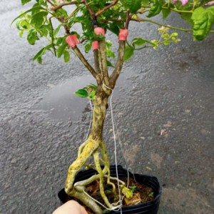 Chậu cây giống hoa giấy cánh tiên bonsai