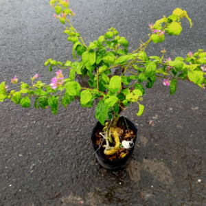 Chậu cây giống hoa giấy cánh tiên bonsai