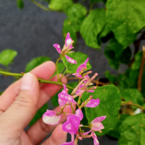 Chậu cây giống hoa giấy cánh tiên bonsai