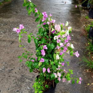 Chậu cây giống hoa giấy tím tuyết dạng bụi size chậu c11